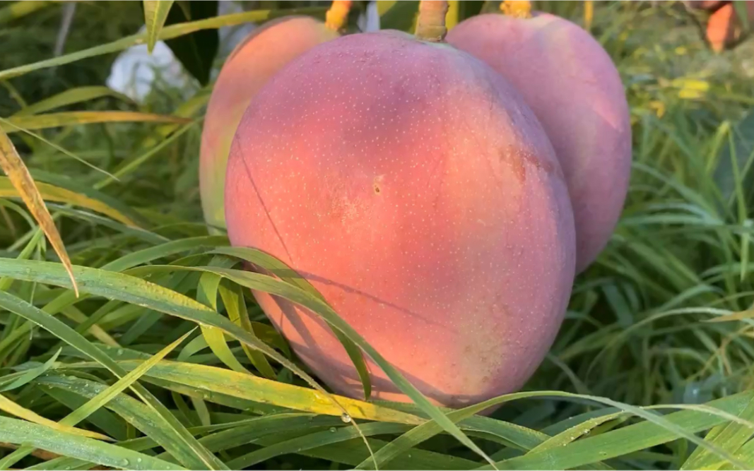 攀枝花热农芒果