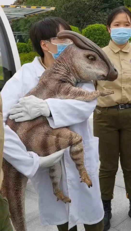 叫上咱妈,一起来看恐龙啦!副栉龙,复制龙