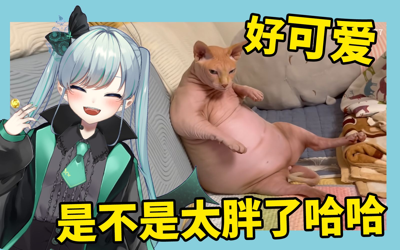 nemu看超肥无毛猫【日V】哔哩哔哩bilibili