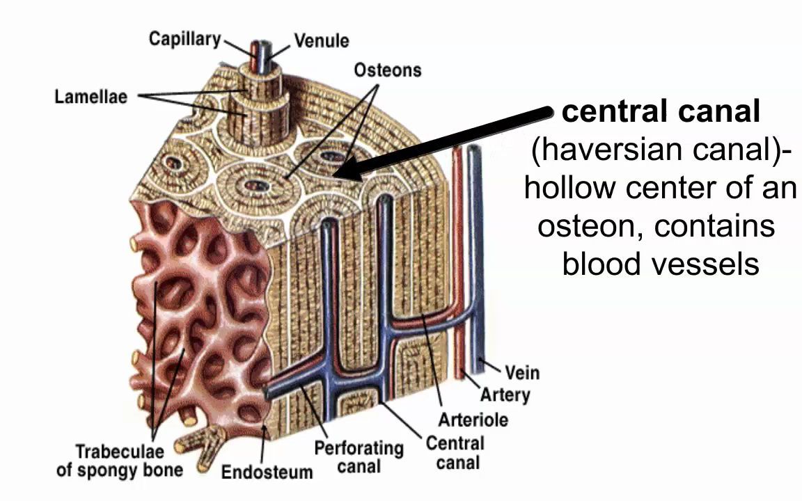 骨的微结构|哔哩哔哩bilibili