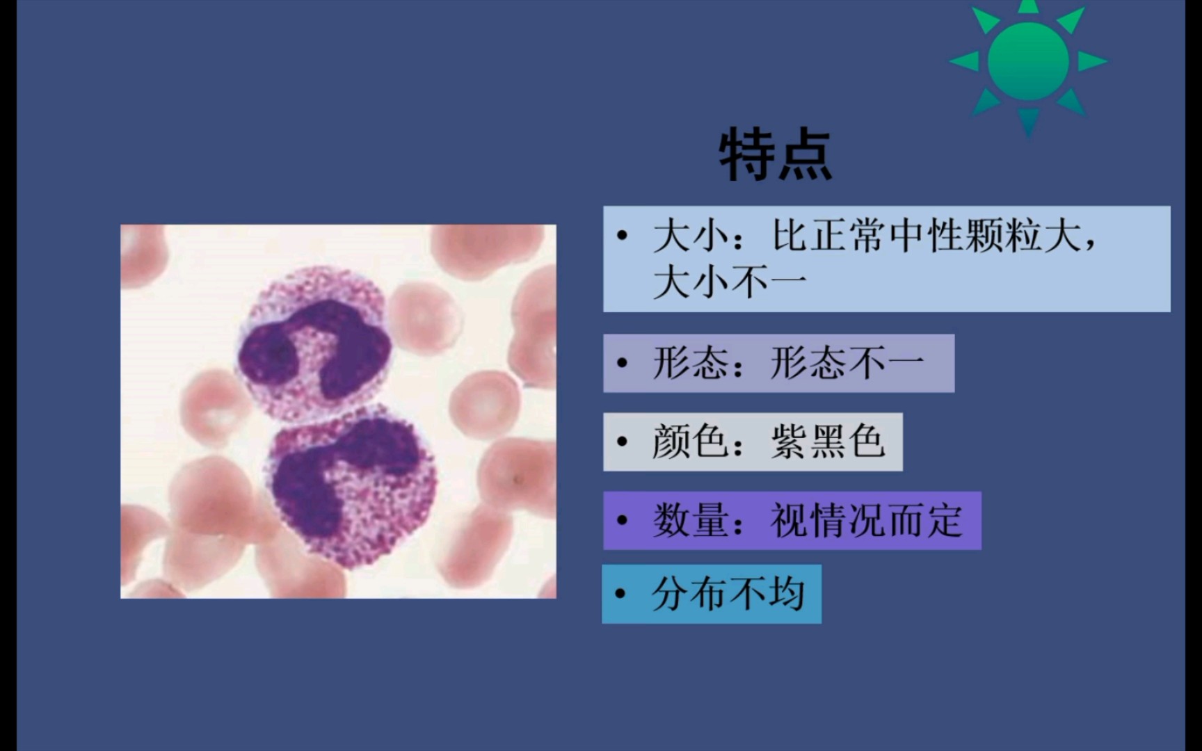 中性粒细胞大小不均图片