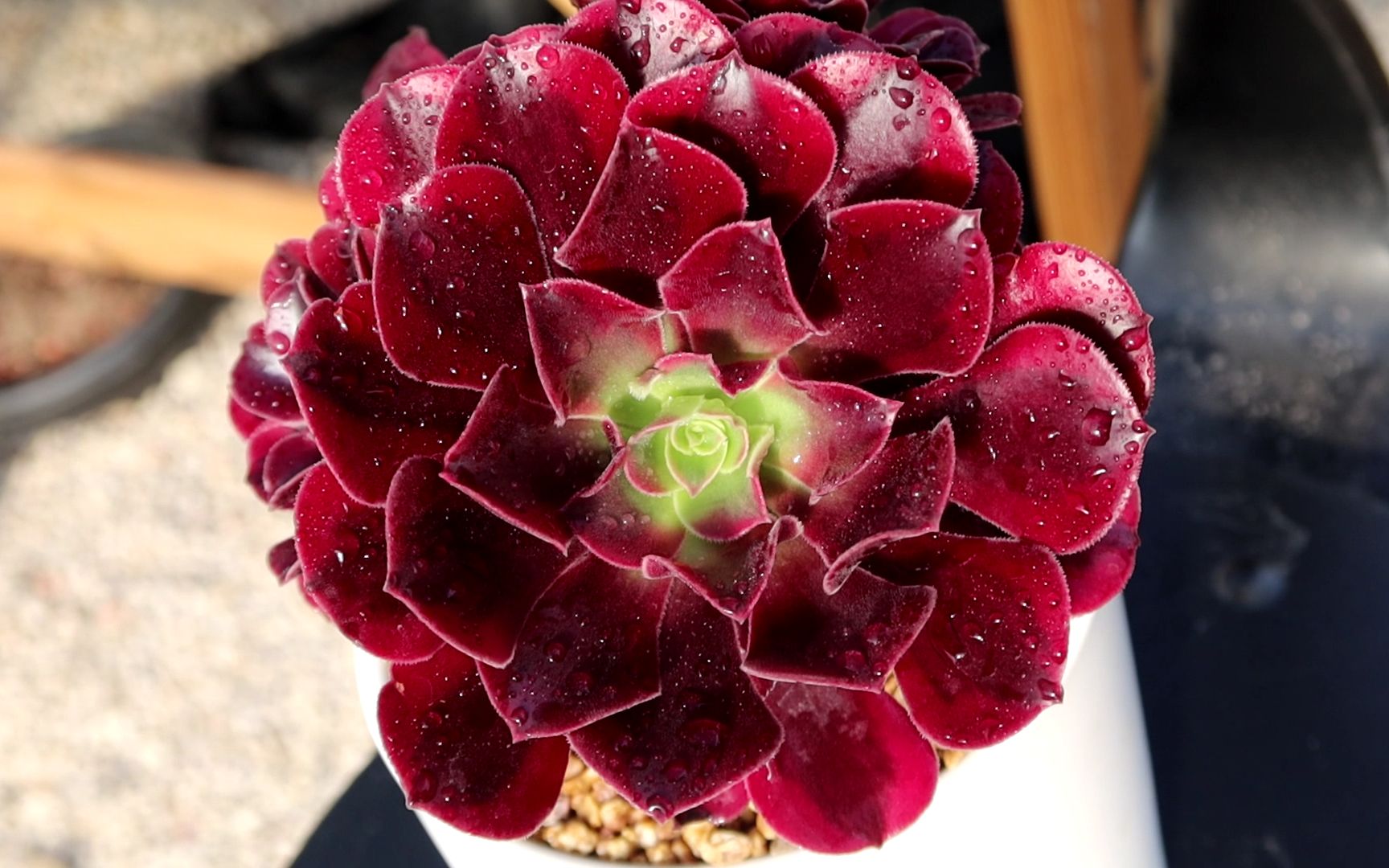 活动  来聊聊我们家引进的目前国内顶尖法师品种美杜莎