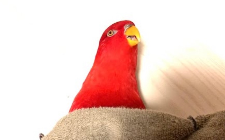 红鸟gumi图片