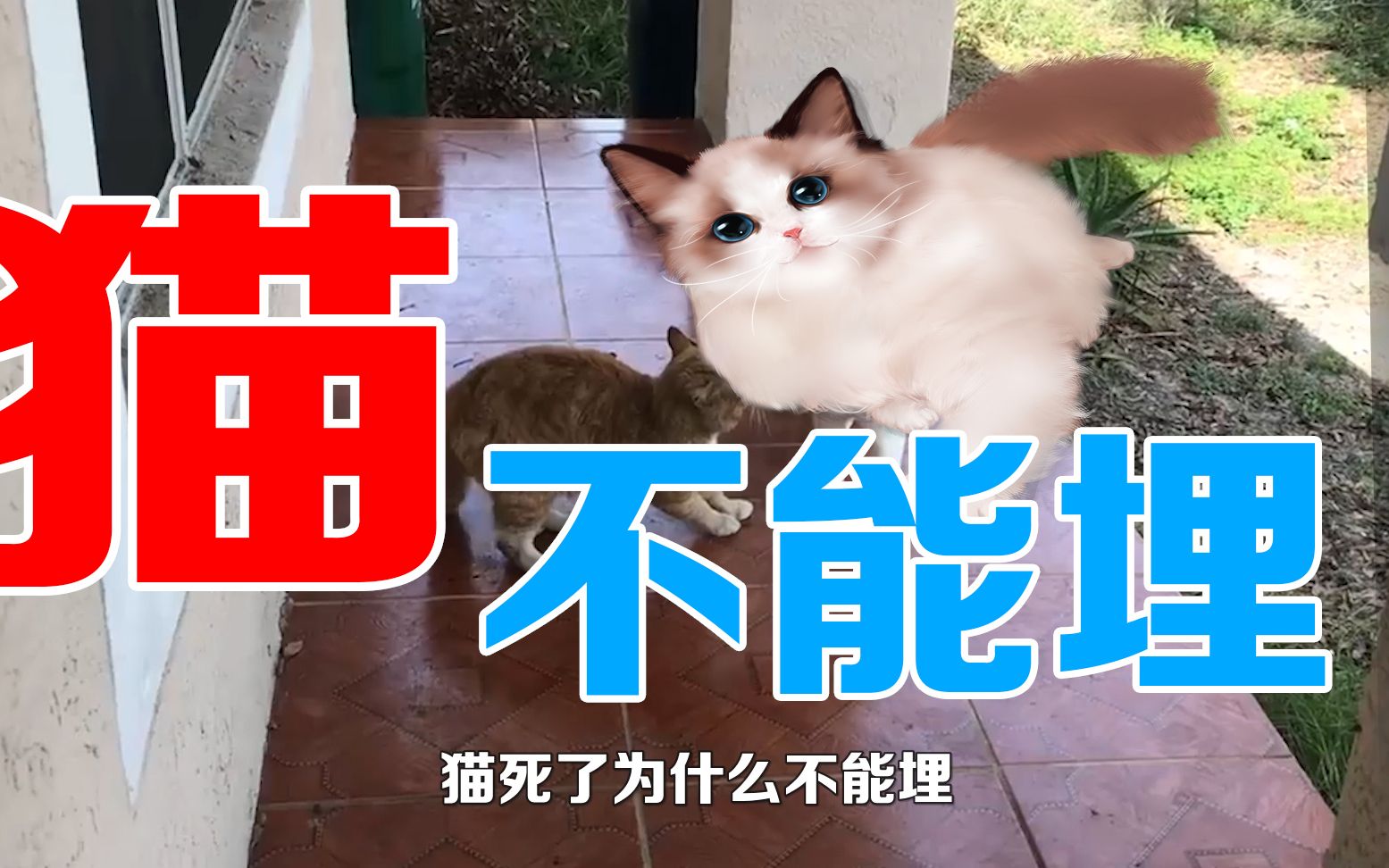 猫死了为什么不能埋哔哩哔哩bilibili