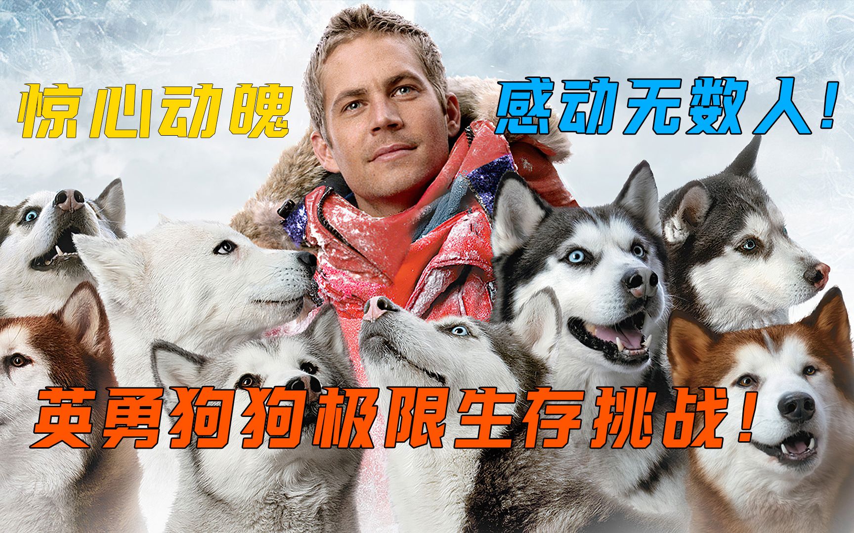 忠诚狗狗英勇救主,却被遗弃长达175天,极限生存创造奇迹!