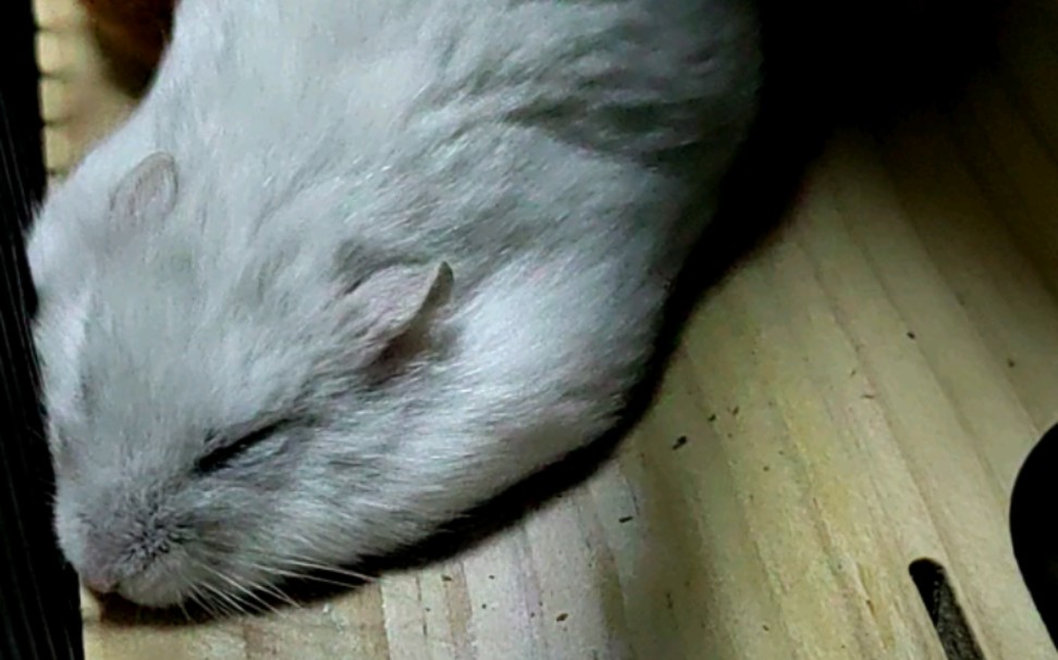 被我残忍夺去四肢的仓鼠(bushi)