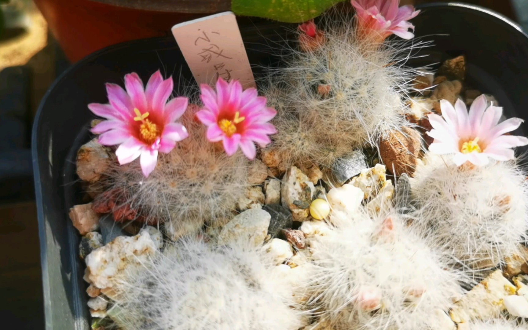 乳突属小惑星,跟球体比,这花真是大花了