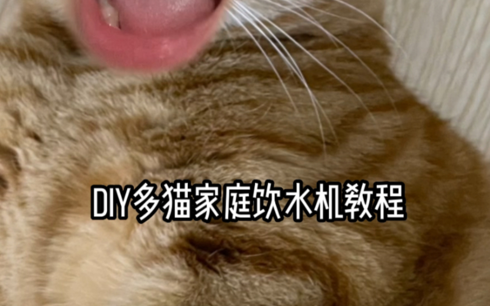 diy猫咪饮水机哔哩哔哩bilibili