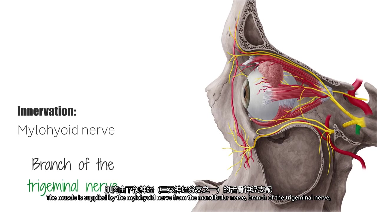 舌骨上肌群下颌舌骨肌mylohoid muscle英文 中翻哔哩哔哩bilibili