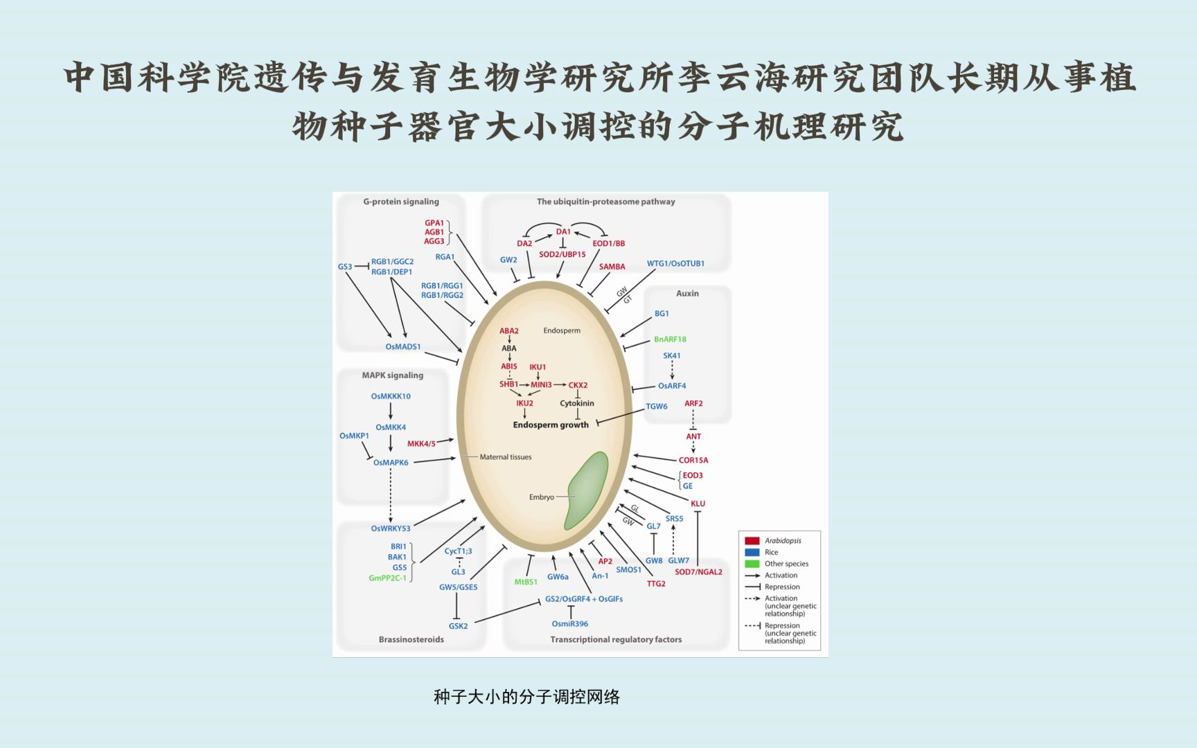 中国科学院遗传发育所李云海/凌宏清等团队合作发现器官大小与铁吸收协同调控的重要机制哔哩哔哩bilibili