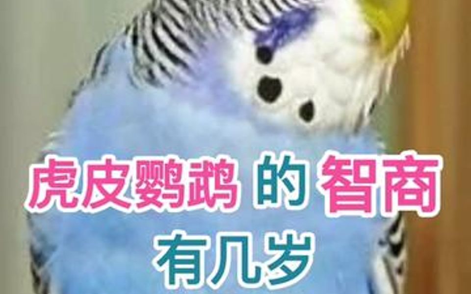 虎皮鹦鹉的智商有几岁哔哩哔哩bilibili