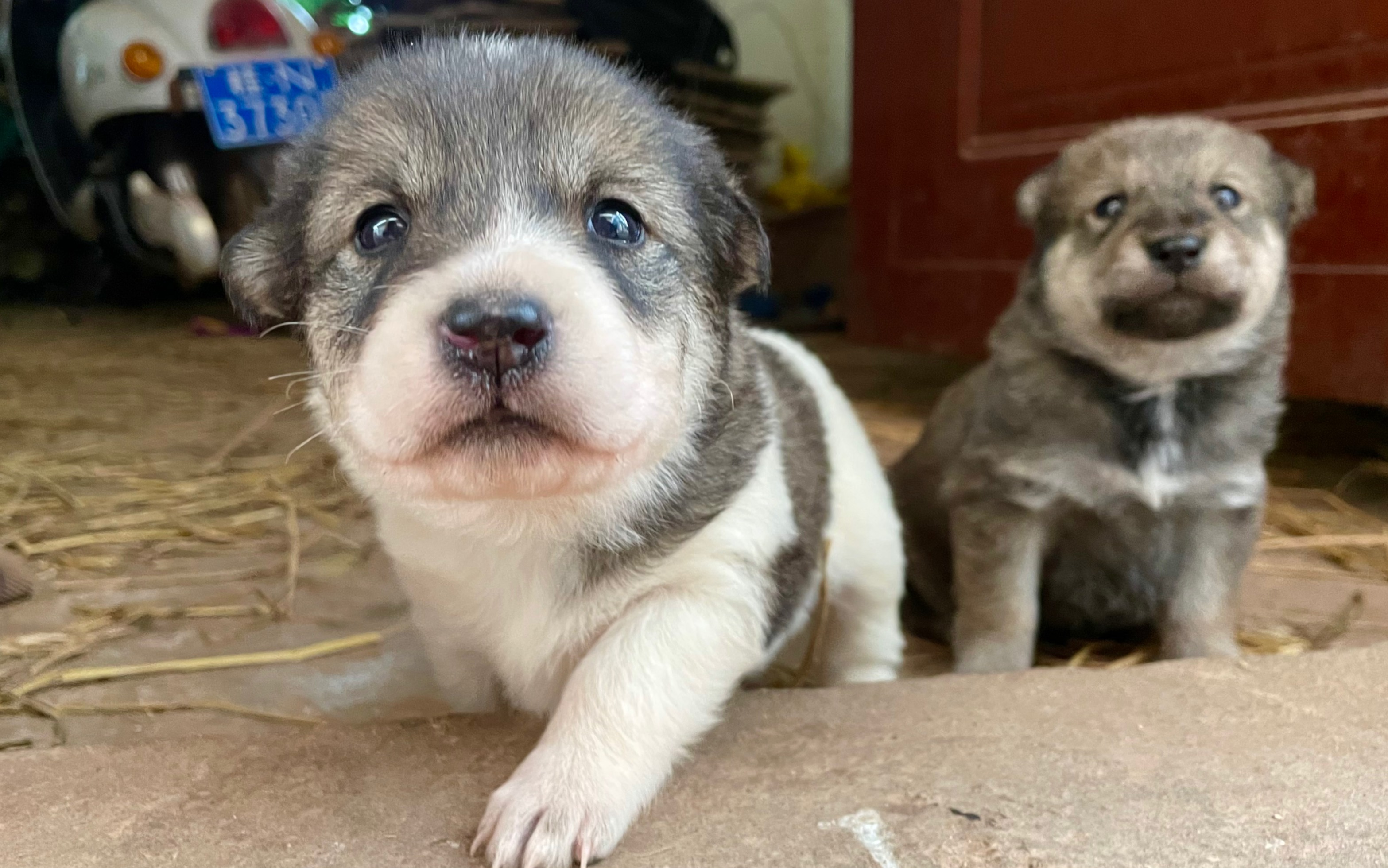金毛和土狗杂交的小狗,有一段时间没看了,没想到越来越可爱了