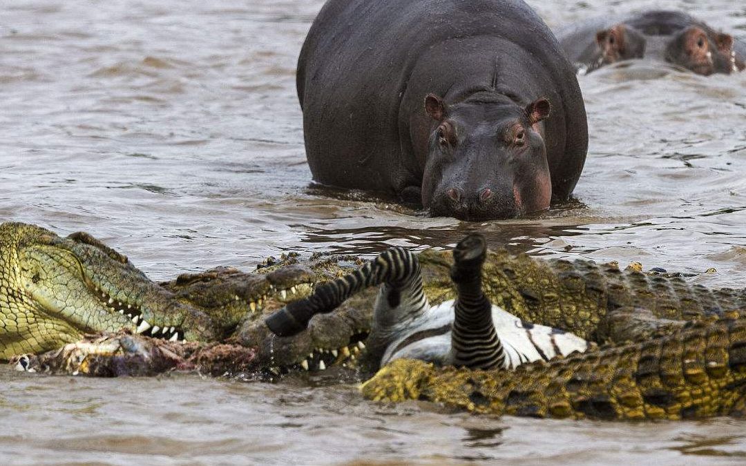 斑马遭到鳄鱼袭击,河马赶来营救,镜头拍下全程!