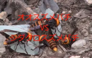 Download Video: 【搬运.无需字幕】日本金环胡蜂入侵施氏黄胡蜂（vespula shidai）地巢