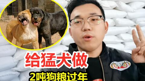 给猛犬基地加工2吨狗粮 藏獒口水直流 中亚猎狼犬吃相绝了 哔哩哔哩 Bilibili