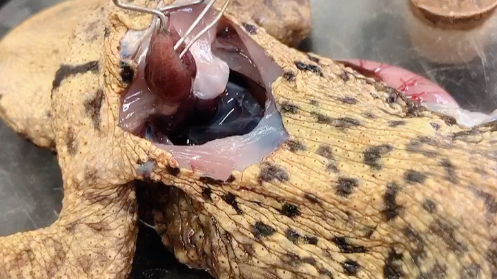 生理课,没上过的来看看蟾蜍的心脏!