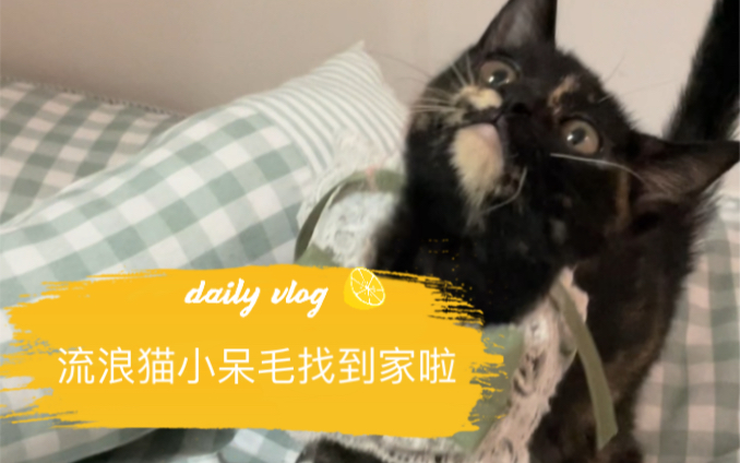 有猫德的小呆毛,从此猫生无忧哔哩哔哩bilibili