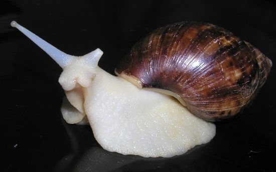 【白玉蜗牛】起床困难户的自我修炼!