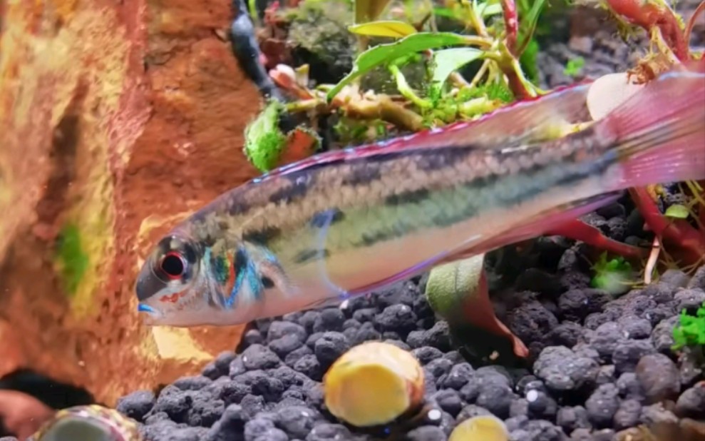 塔巴赫斯雪花棋盘短鲷发色了