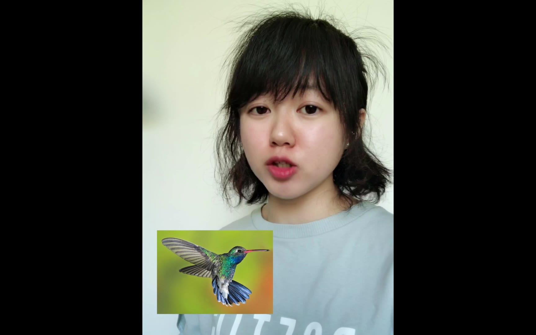 【杨小灵escapelotus】蜂鸟hummingbird