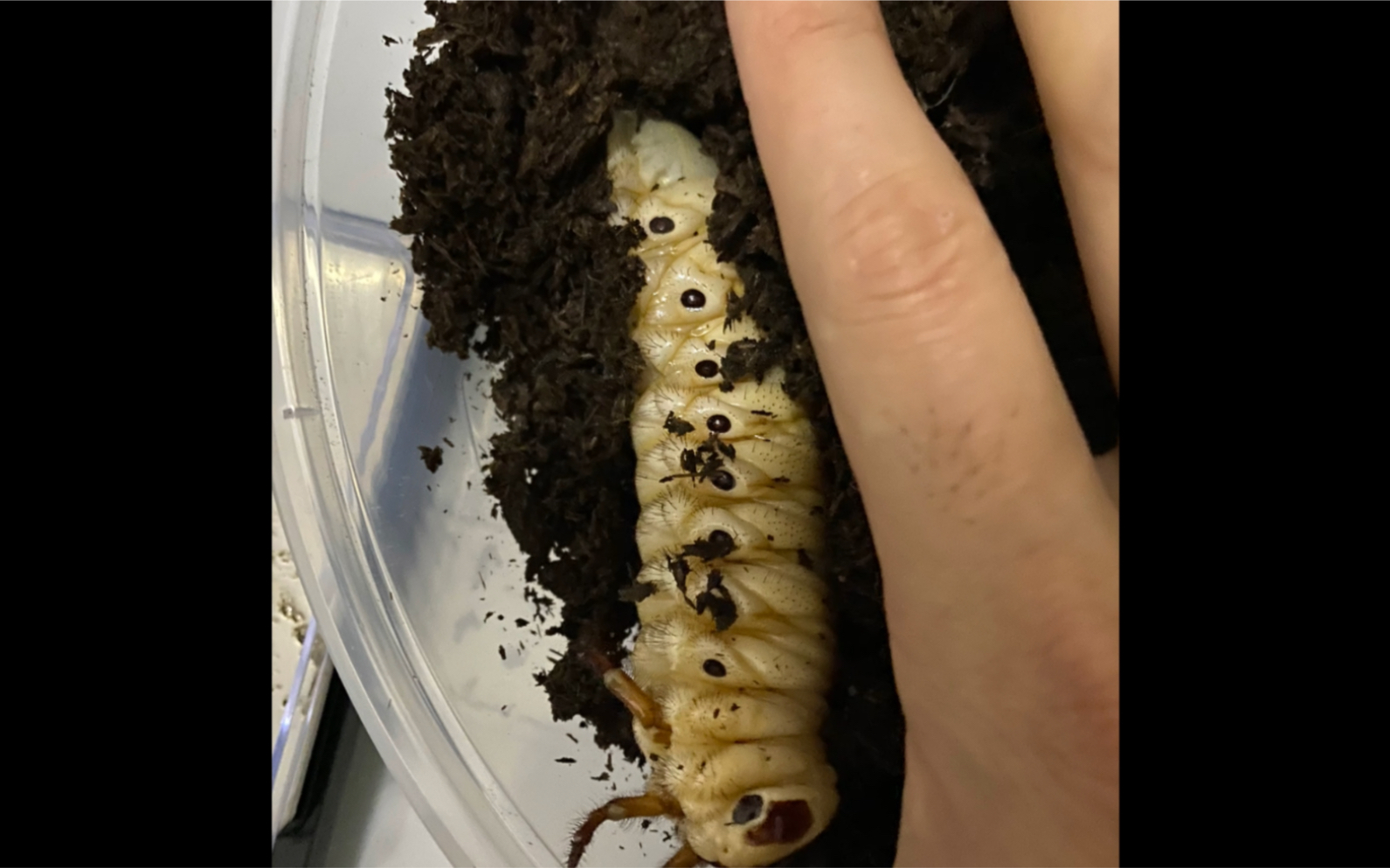 南洋大兜cck l3幼虫开箱