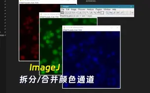 Download Video: ImageJ拆分与合并RGB颜色通道