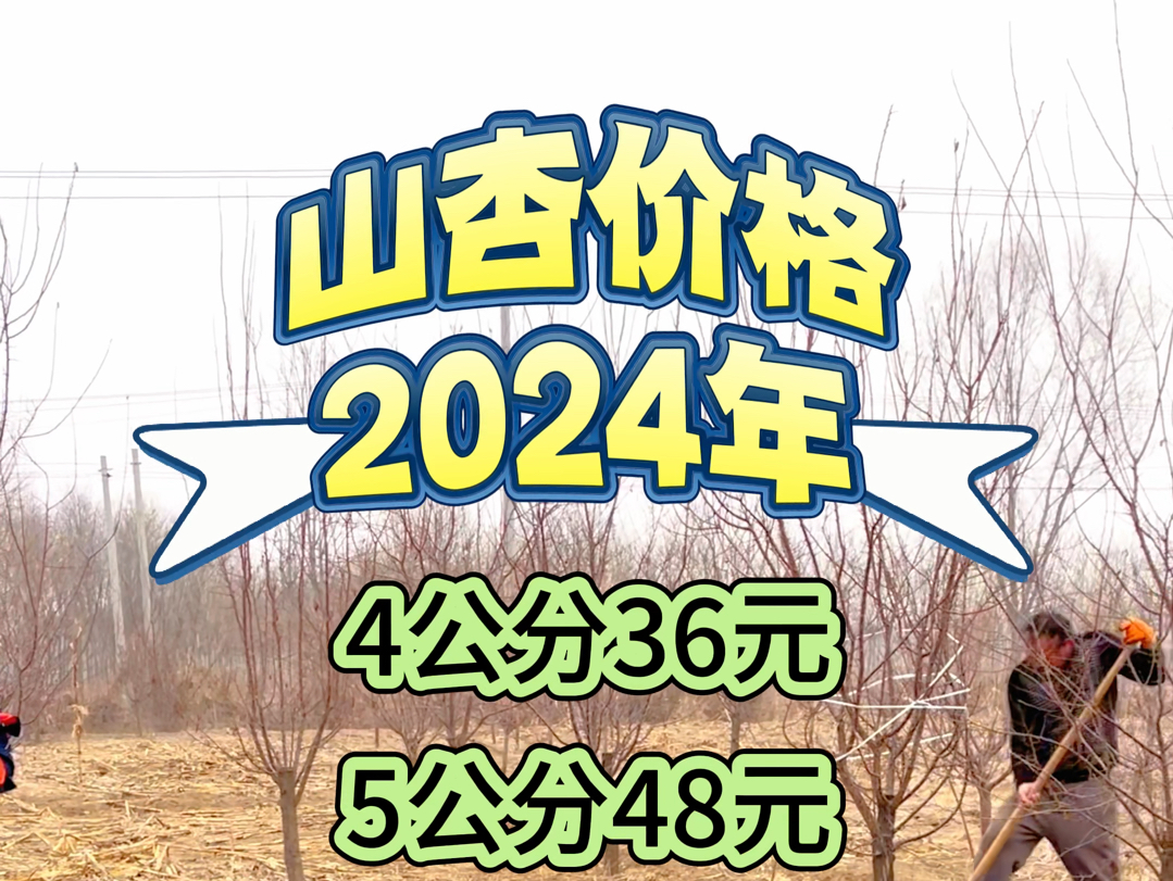 2024年最新山杏价格,山杏保定产地报价哔哩哔哩bilibili