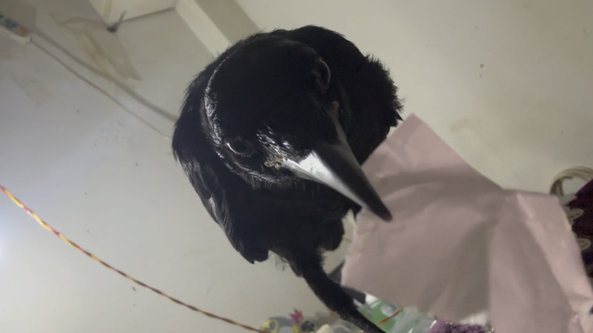 秃鼻乌鸦爽玩亮晶晶纸片四分四十一秒