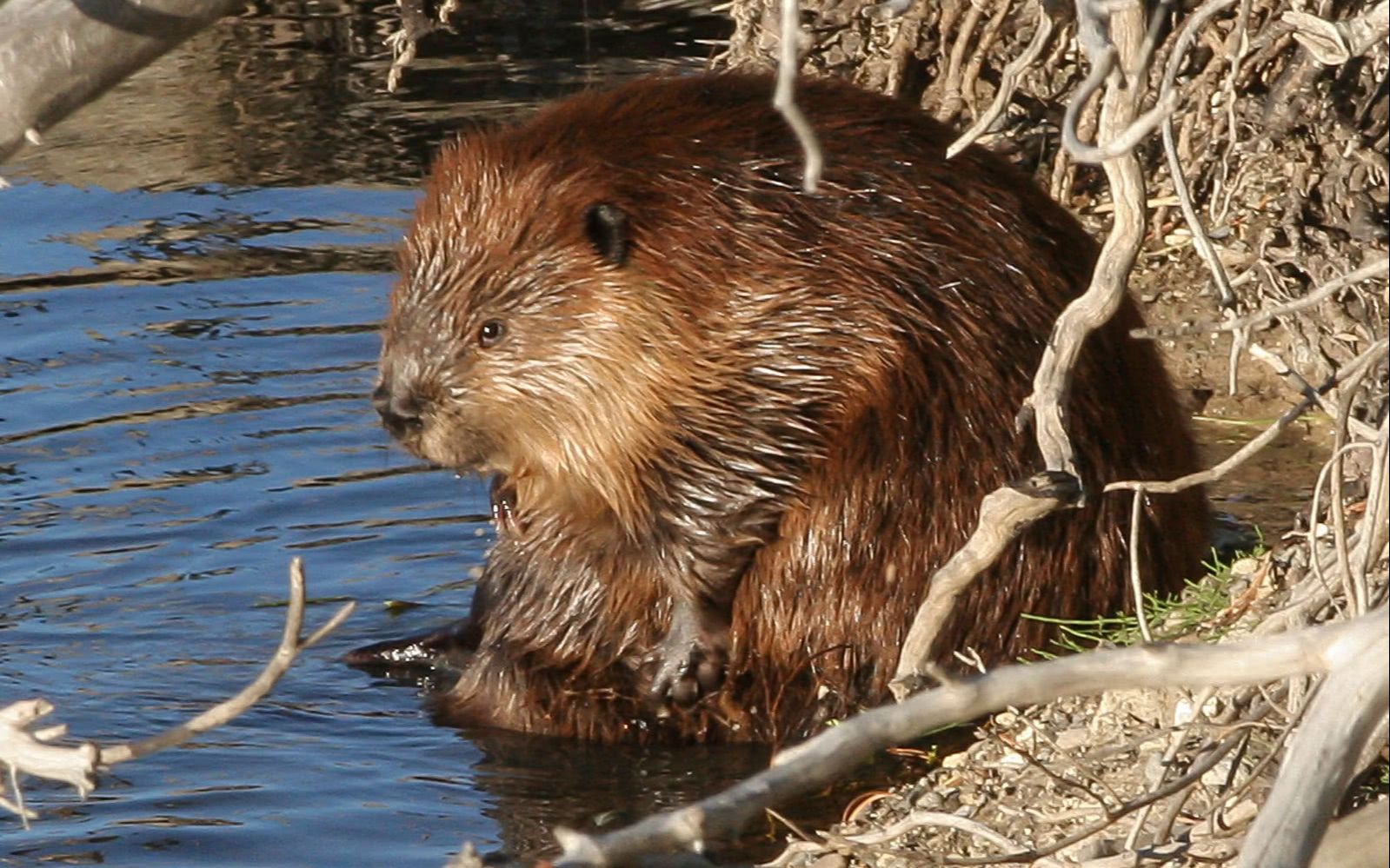 河狸(自闭):为什么建立了萝卜王国还是不能找到女朋友