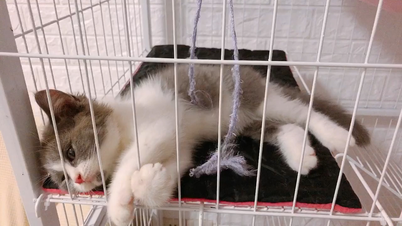 被罚关笼子里的小猫咪,生气的样子好萌啊
