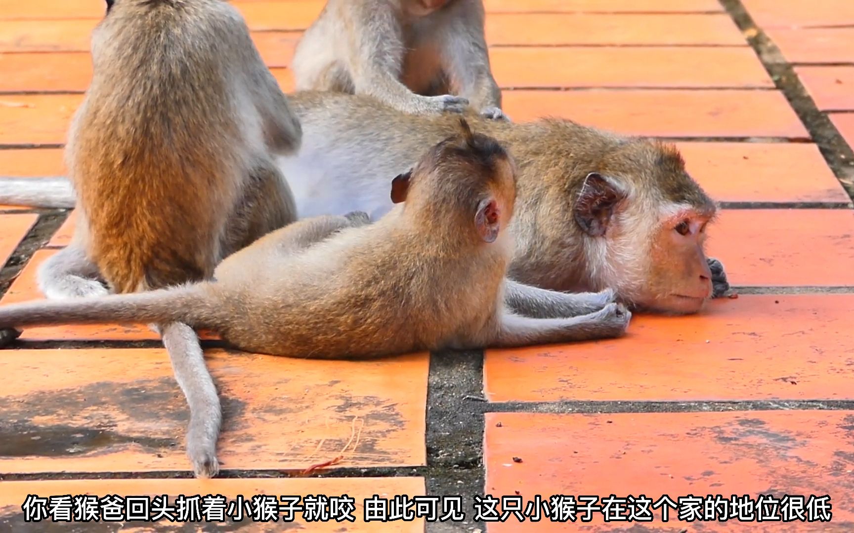 小猴子不受待见,大一点的猴子都喜欢欺负小猴
