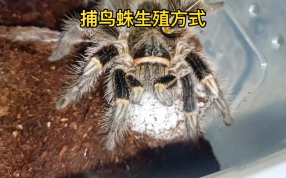 捕鸟蛛奇特的生育方式给大家分享讲解一下,蜘蛛在地上织一层网生完卵