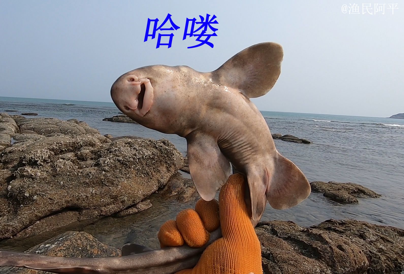 退潮后阿平赶海抓获一条有趣的猫鲨,还遇到了毒性很强