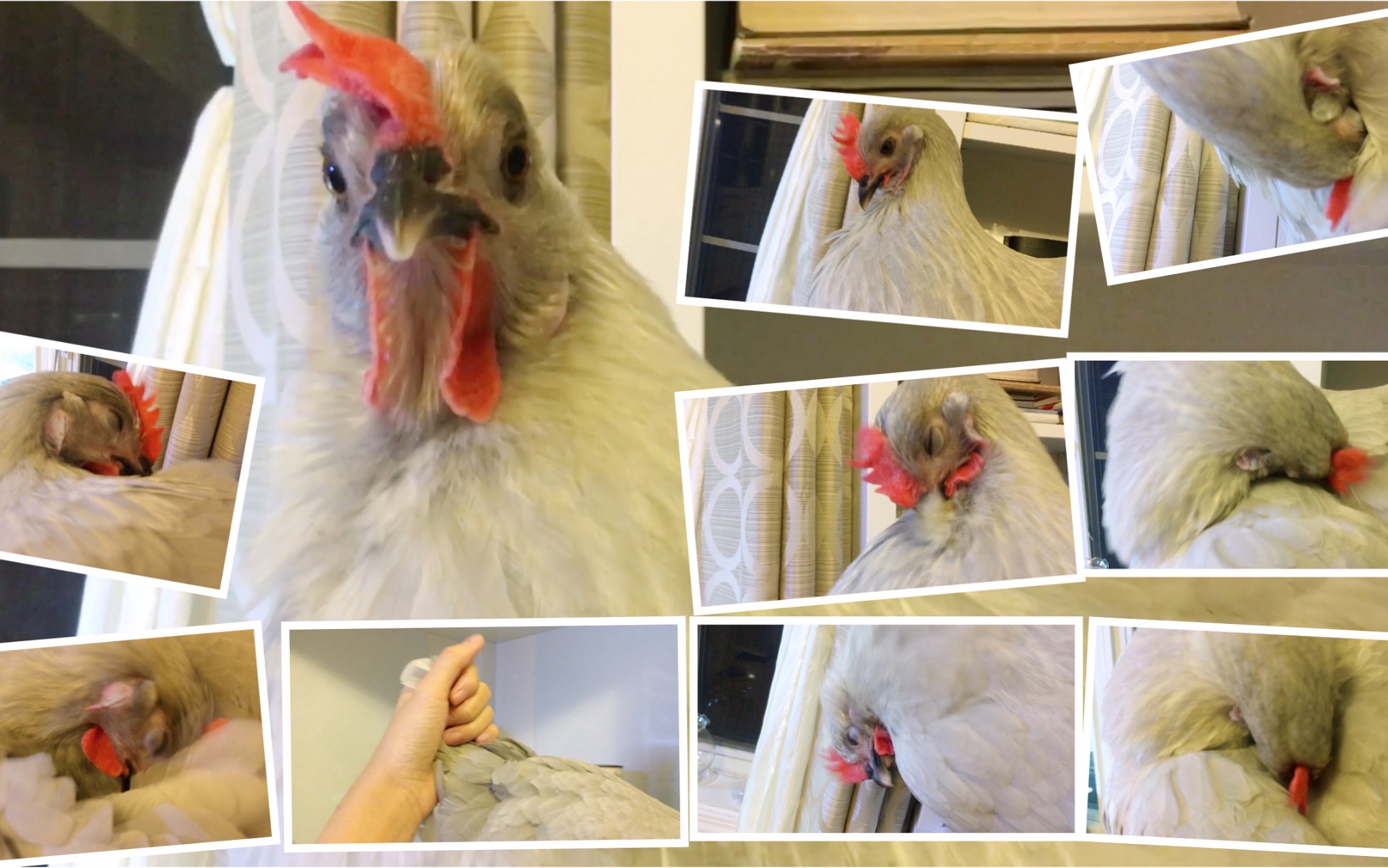 【宠物鸡】听小鸡啃羽管的声音真是治愈啊