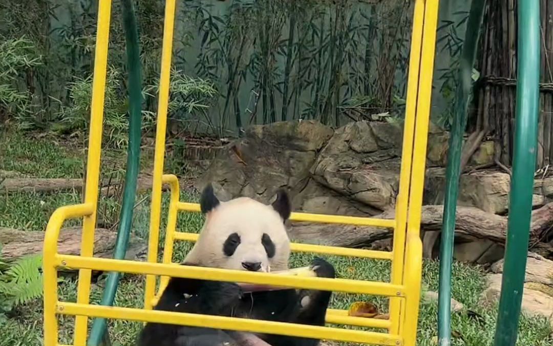 大熊猫在摇摇椅上吃竹笋好可爱