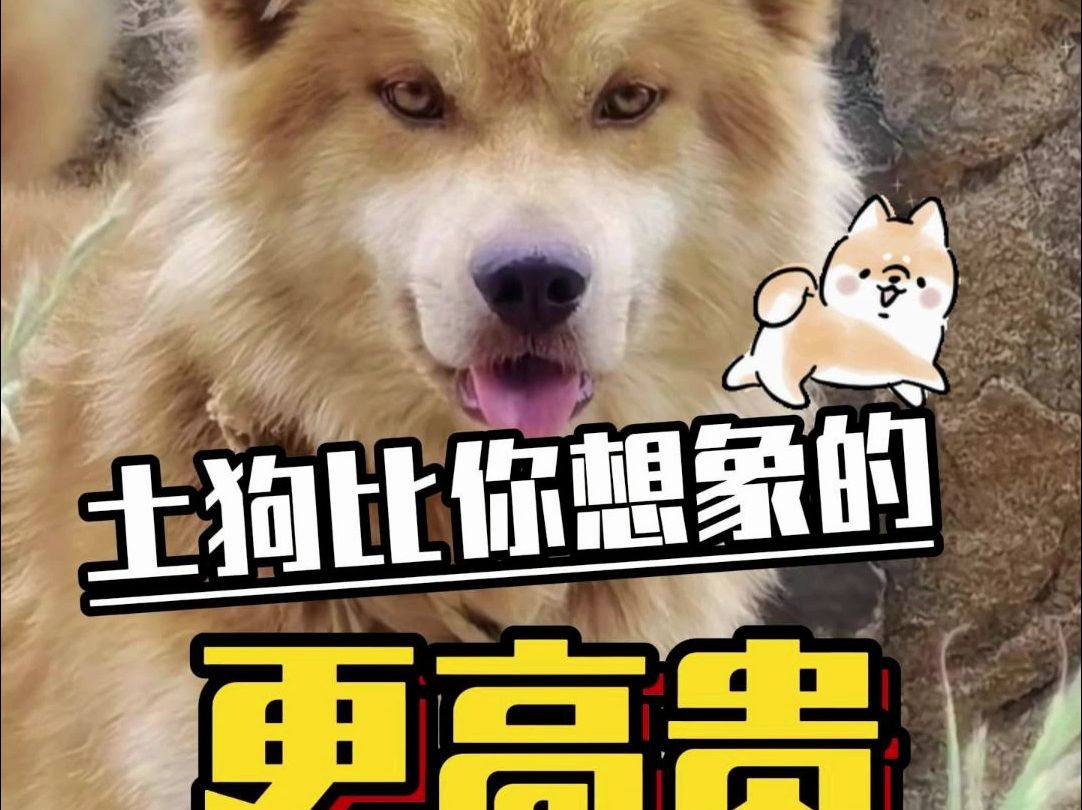 土狗比你想的更高贵