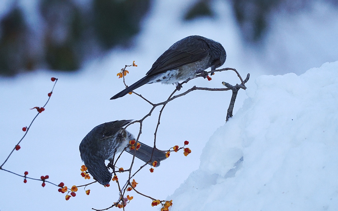 [图]雪中候鸟