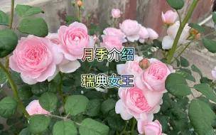 Download Video: 瑞典女王｜金刚芭比 不可亵玩