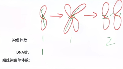 1分钟,教你数染色体,DNA,染色单体哔哩哔哩bilibili