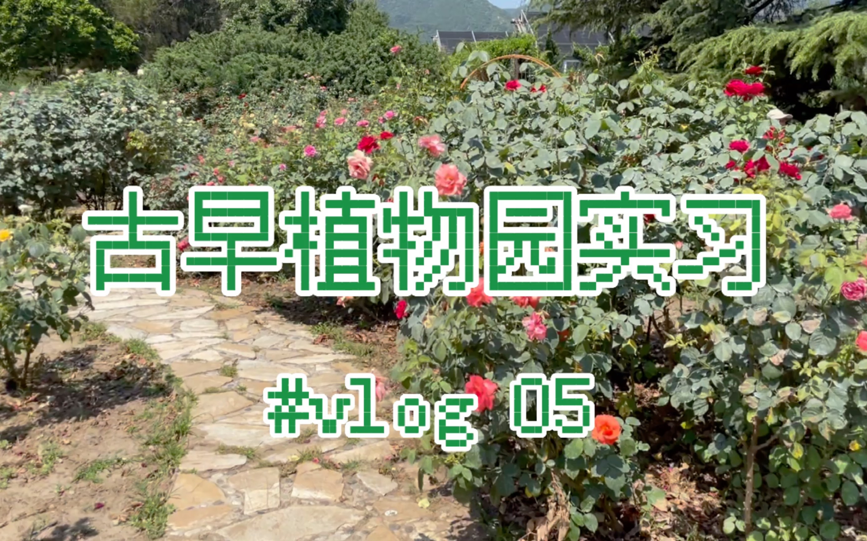 【南植 #vlog05】花卉学实习|中科院植物研究所北京植物园|好多月季|北京林业大学哔哩哔哩bilibili