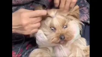 “爷爷奶奶的毛孩子”