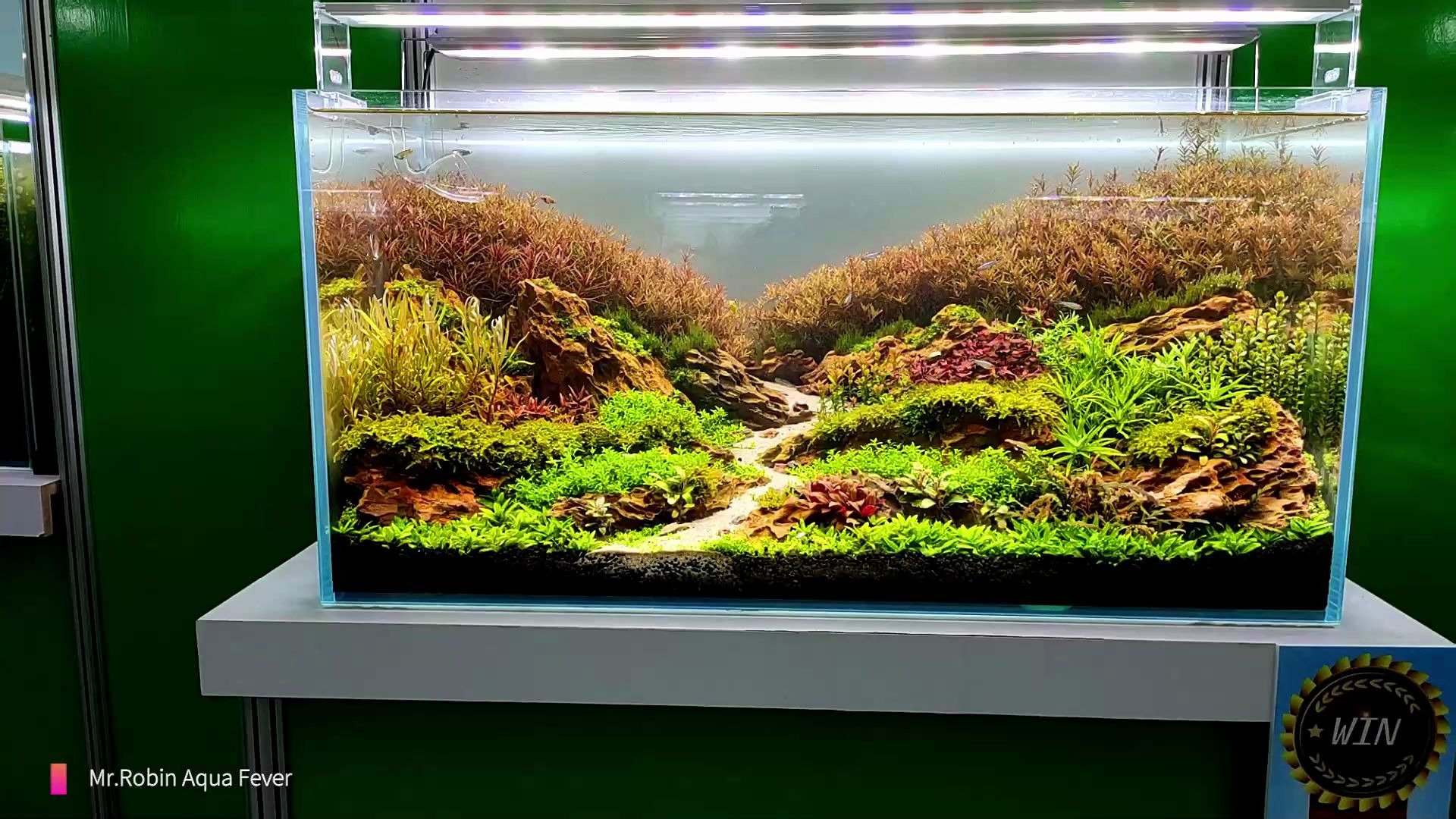 2019台灣觀賞魚博覽會 水草造景比賽全紀錄 高雄展覽館 魚蝦飼養