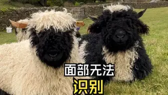 那些治愈的动物视频！