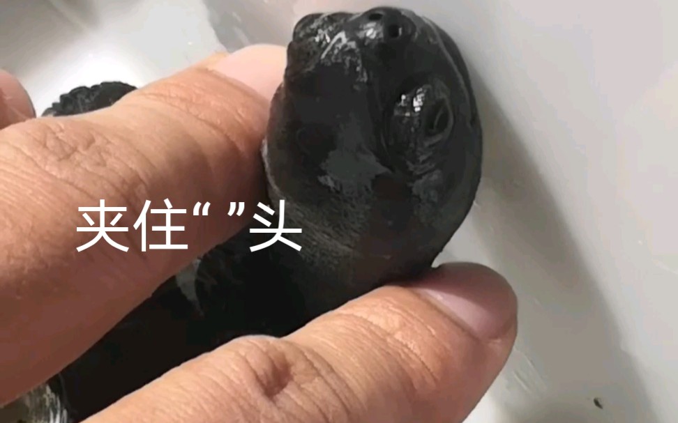 冬眠三个月震惊乌龟的头部尽然变得如此黑