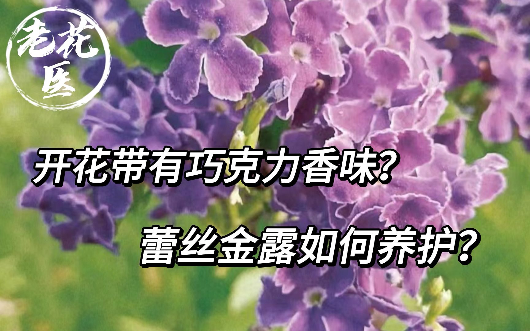 开花带有巧克力香味?蕾丝金露如何养护?哔哩哔哩bilibili