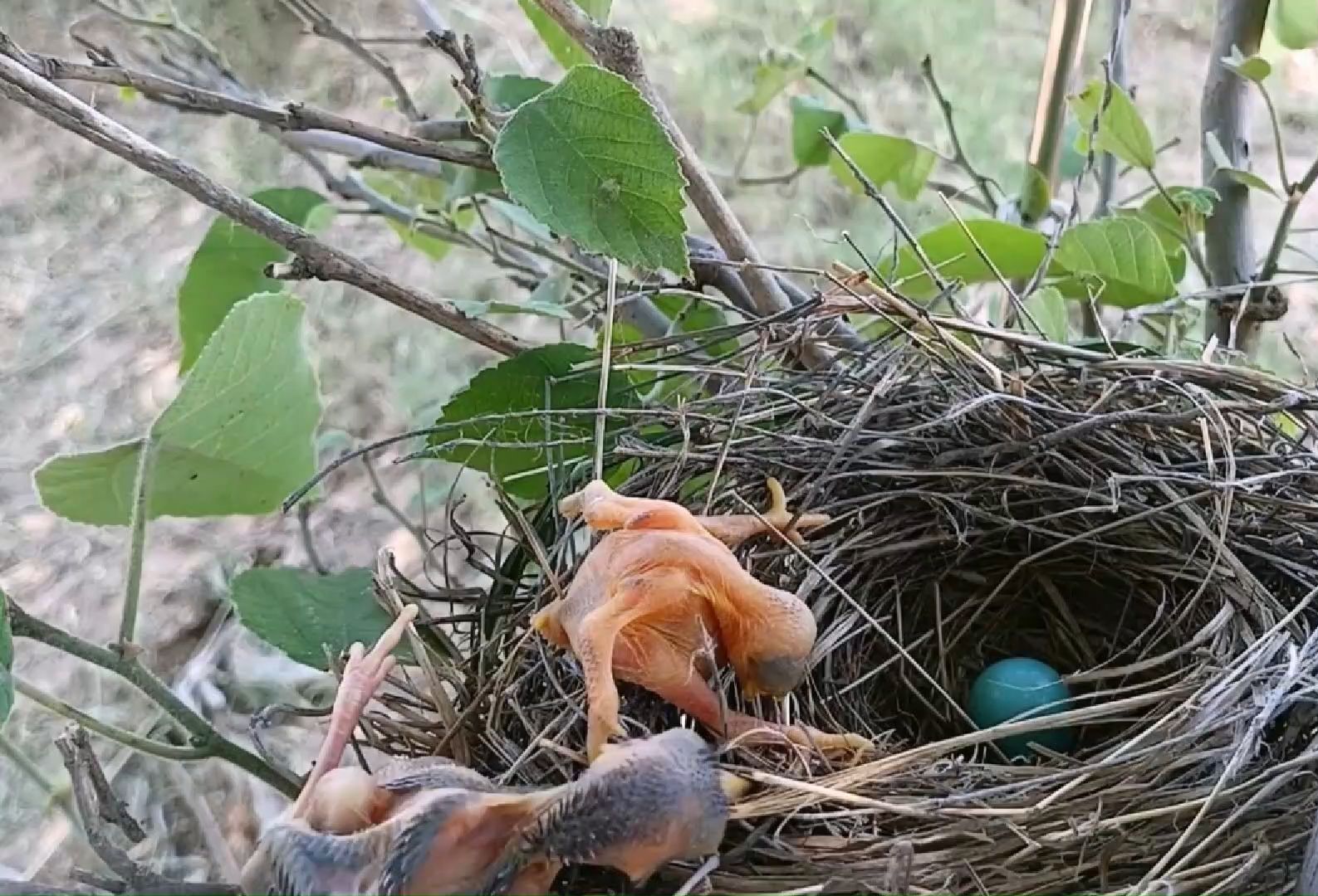 小杜鹃刚出生就迫害其它小鸟,将其从鸟巢中无情推下.