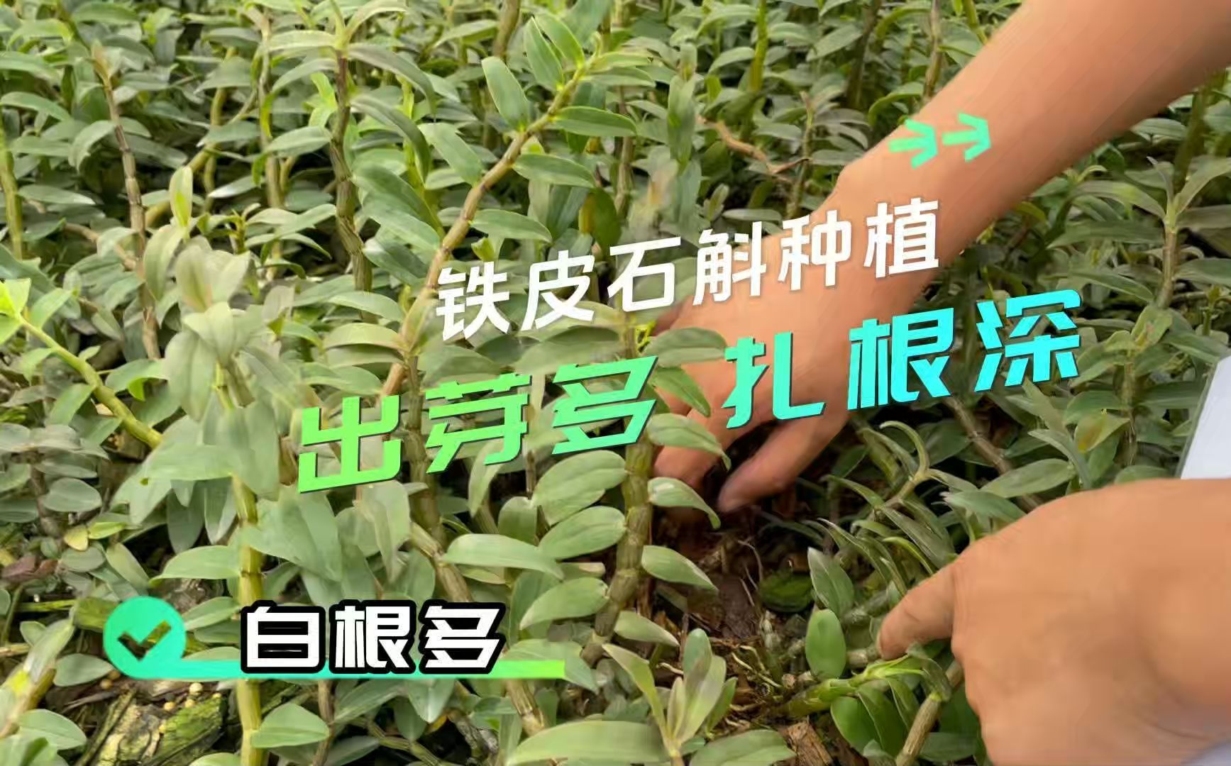 微生物菌剂-云南芒市铁皮石斛使用拉姆拉翠姆根碧多 菌剂 大量元素