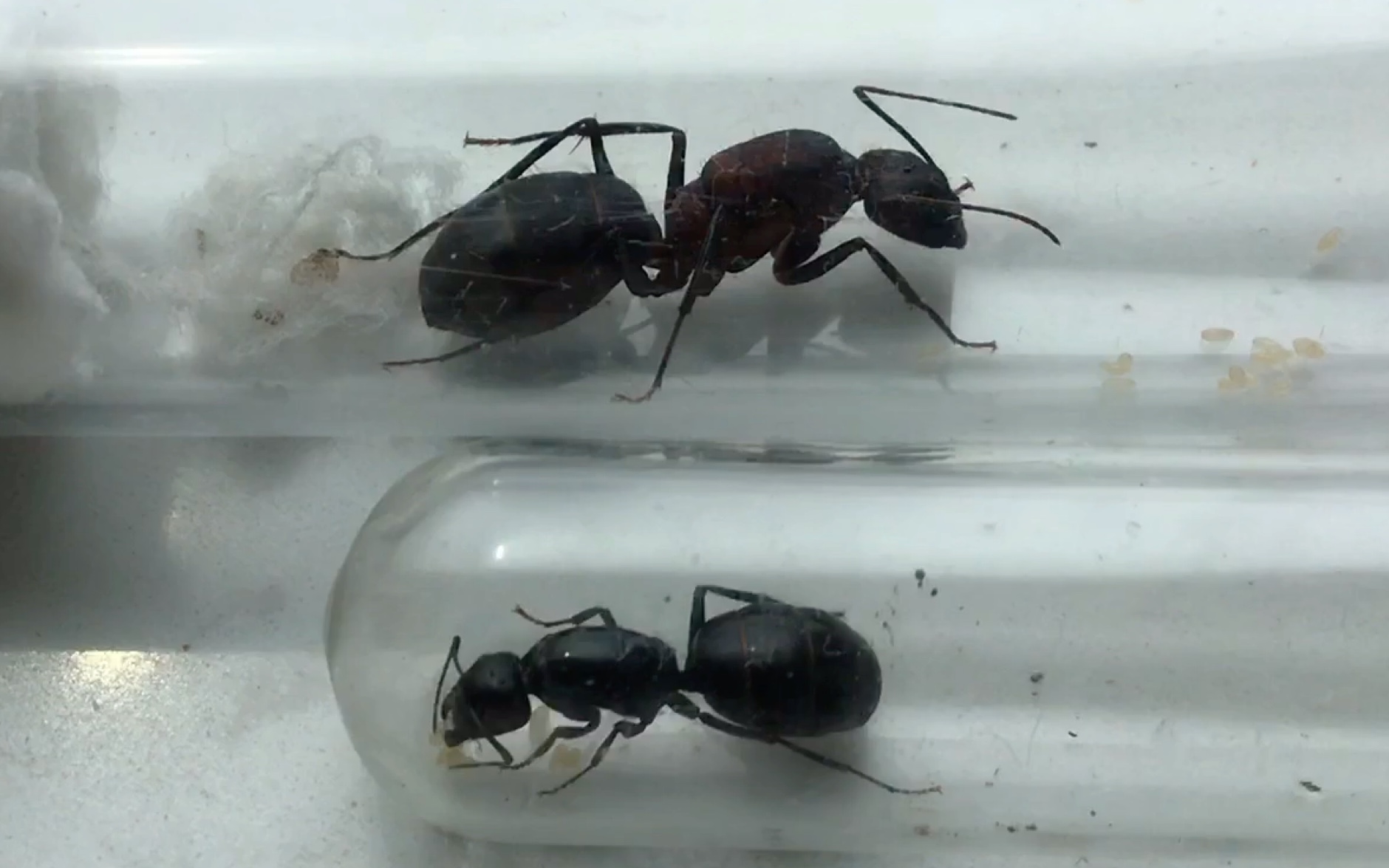 日本弓背蚁和窄颈弓背蚁对比_哔哩哔哩_bilibili