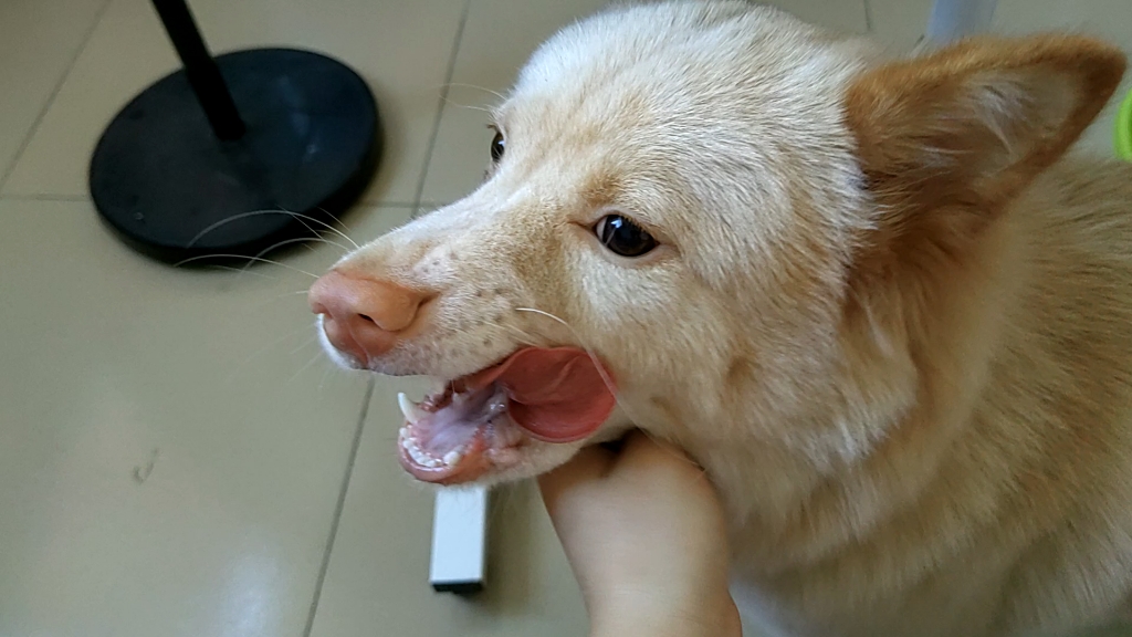 黄土松毛发特点_哔哩哔哩_bilibili