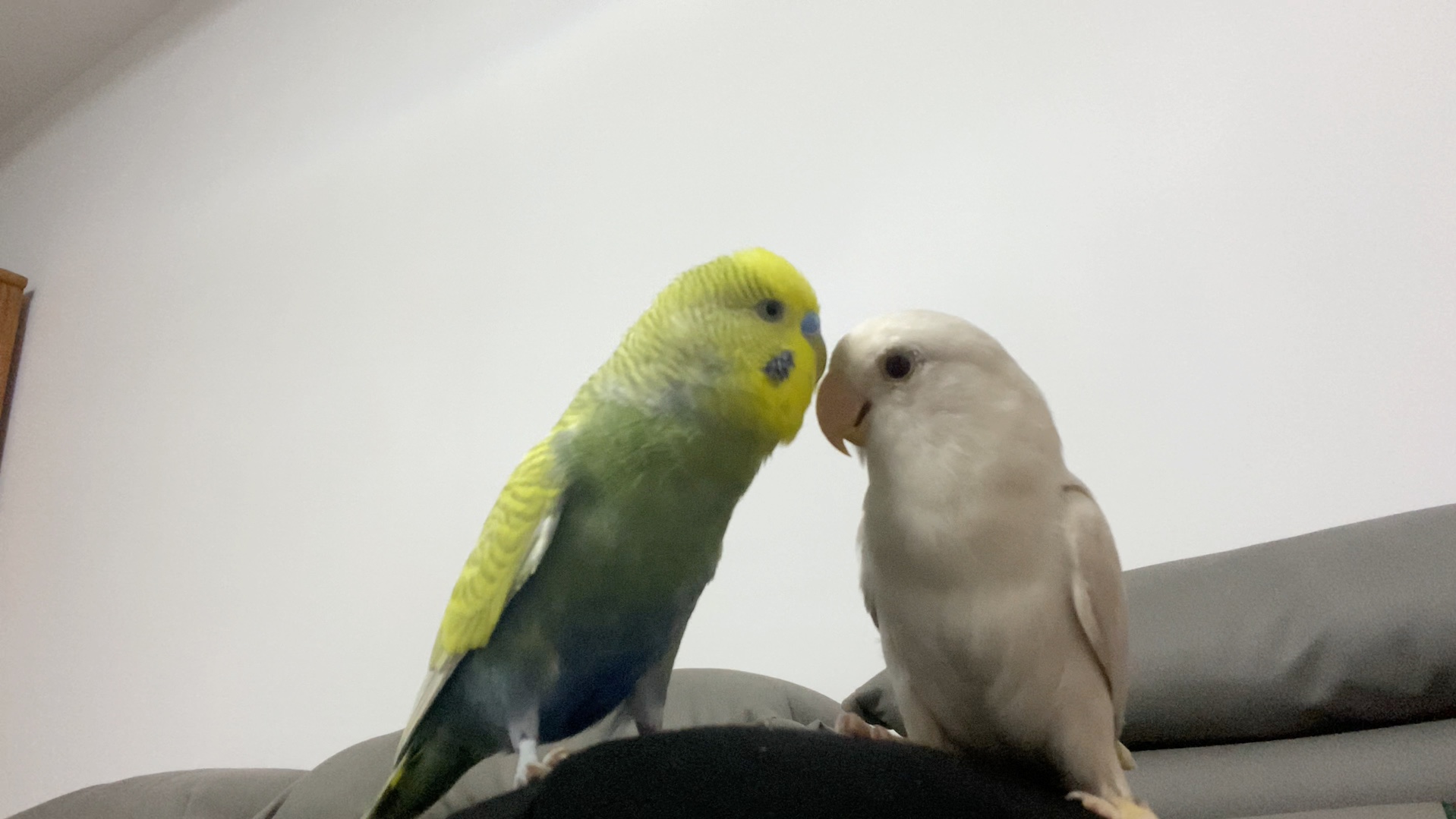 在说什么悄悄话?